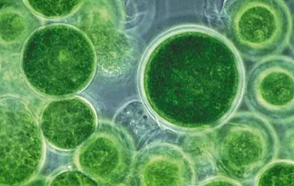 工業(yè)殺菌劑